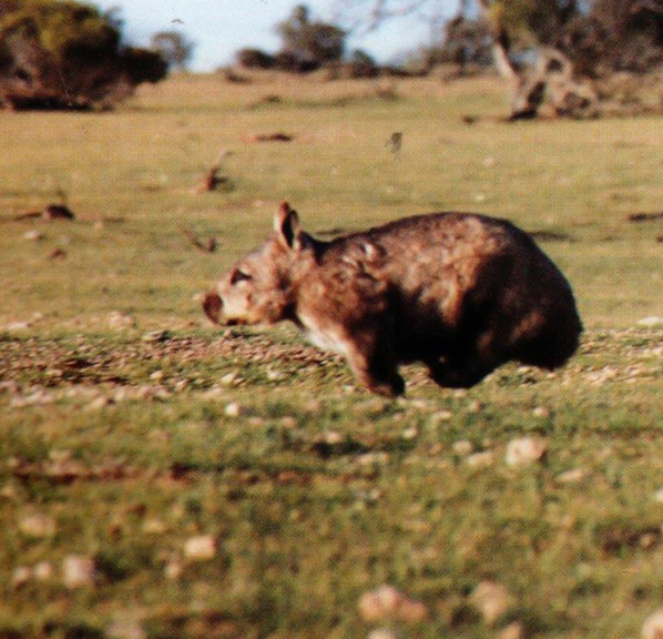 a wombat running with all four legs off the ground 