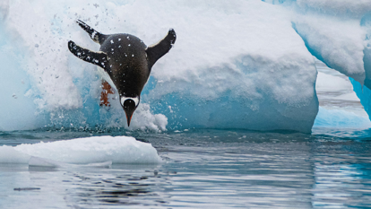 A penguin is captured mid-air as it dives from an iceberg into the ocean. 