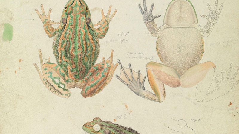 Scientific illustration of a Growling Grass Frog