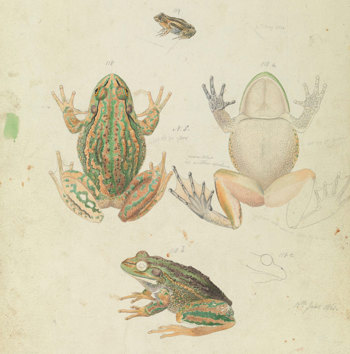 Scientific illustration of a Growling Grass Frog
