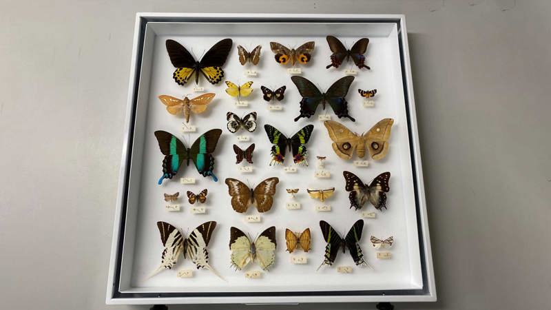 Butterflies pinned to a board behind a display case set upon a table.