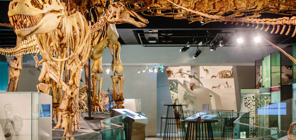 Cocktail tables arranged under dinosaur skeletons in an exhbition