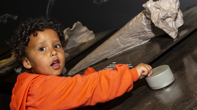  Child interacting with the Triceratops exhibit in the Science and Life Gallery during the Tiny Tours event.