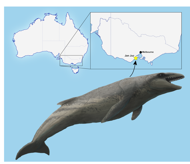 A map of Australia showing the origin of whale fossils